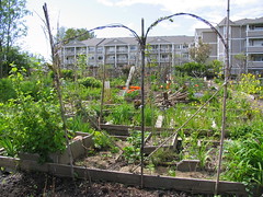 urban community garden, vancouver