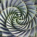 Succulent spiral