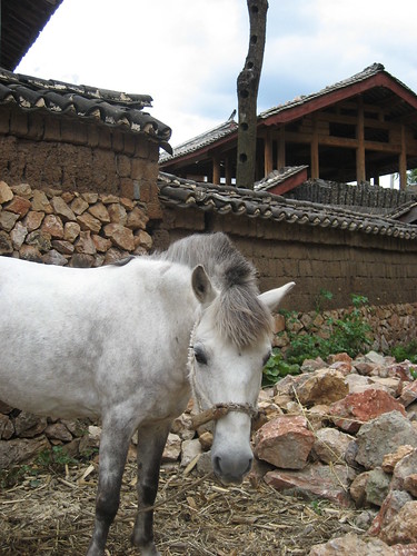 Lijiang Pony