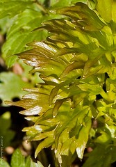 closeup of new growth on lovage