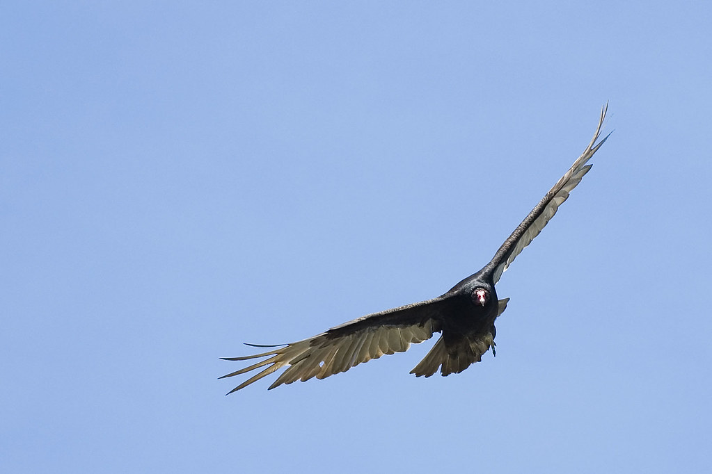 vulture_8115