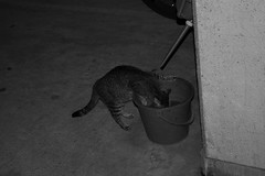 Cat_2007-05-29N001