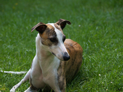 Whippet Joey