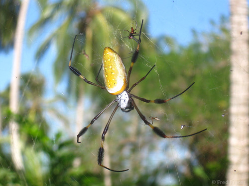 Araña gigante Parque Tayrona