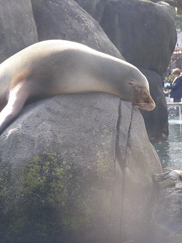 It's not easy being a sea lion