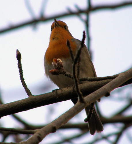 Spring songbird 1