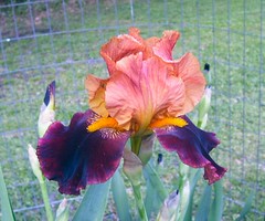 Bloom of an Iris