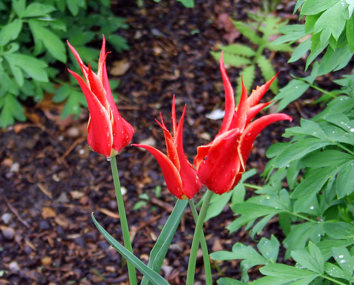 Red-Tulips