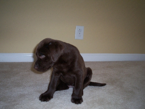 chocolate lab puppy - Lola