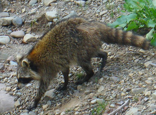 Raccoon coming around the cottage garden bird feeder