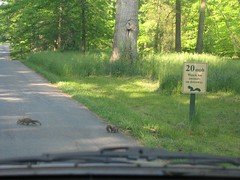 Watch for animals on driveway