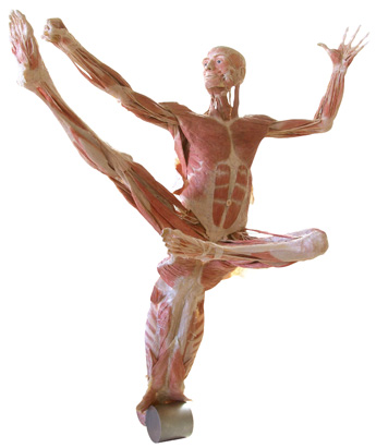 Body Worlds Dancer