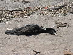 dead cormorant