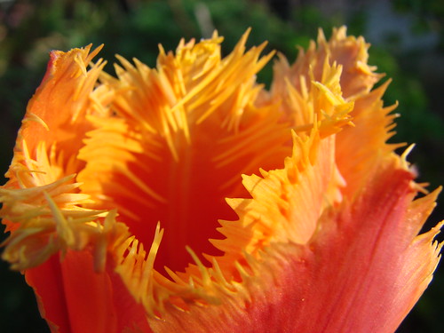 Fringed Orange Tulip