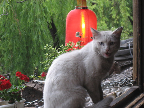 Lijiang China - Roof top cat