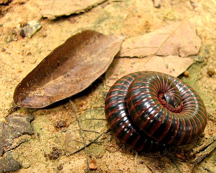 Curled millipede lalbagh 051007