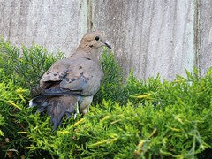 Released Mourning Dove