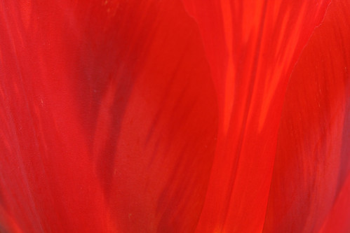 photograph macro bright red flower