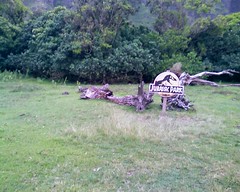 Jurassic Park tree at Kualoa Ranch