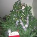 December 2, 2006 - Floyd in a Christmas Tree