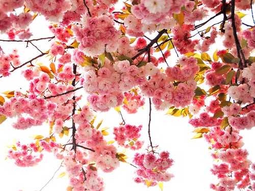 ازهار الساكورا (اليابان في فصل الربيع) 469591699_b461744731