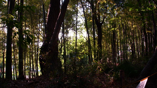 backlight in the grove (16:9)