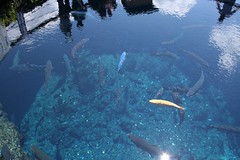 Oshino-Hakkai : very clear water