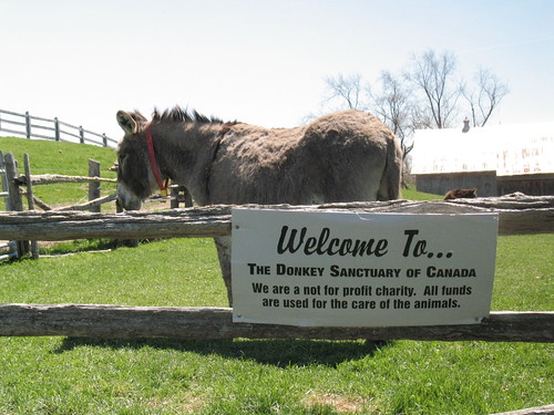 Welcome to The Donkey Sanctuary of Canada