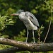 Grey Heron by pearceval