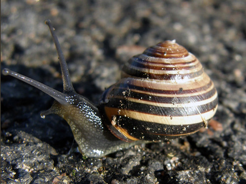 Morning snail