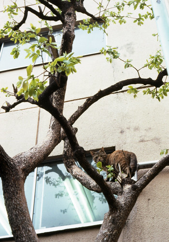 木登り猫2