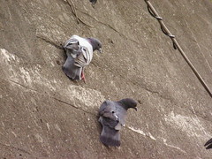 pigeons on the wall