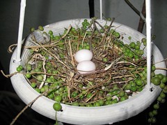 Mourning Dove Eggs