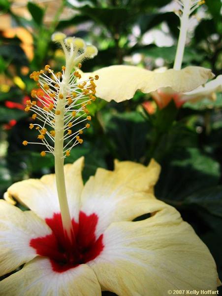 White and Red Hibiscus