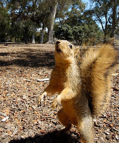 Squirrel-Attack