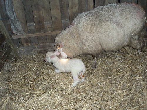 P5190021  New lamb