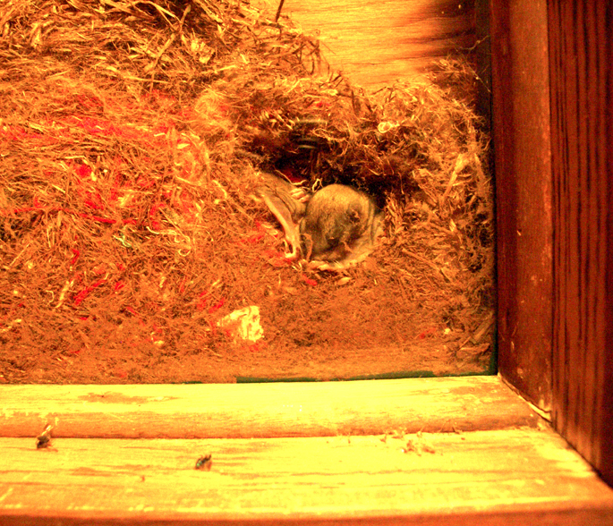 squirrel nest
