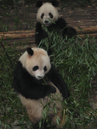 Chengdu Panda Reserve 006