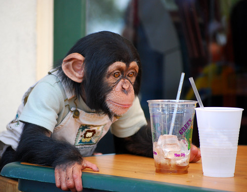 Ybor Chimpanzee