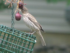 Juv house finch