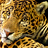 Tambako the Jaguar's buddy icon