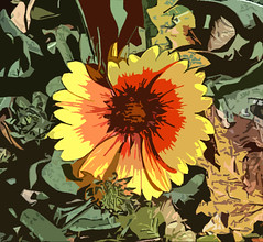 blanket flower - digital art