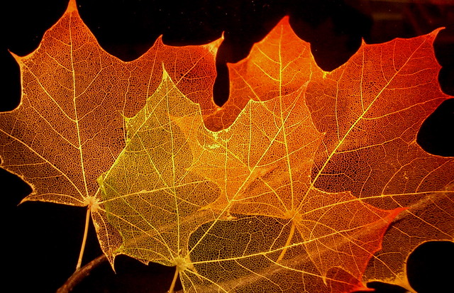 Maple Leaf Structure