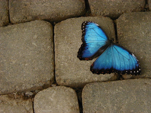 Blue Butterfly on Tile