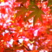 Autumnal leaves #001