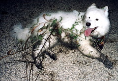 bad dog