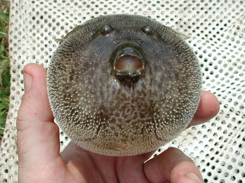 freshwater puffer fish. Freshwater pufferfish