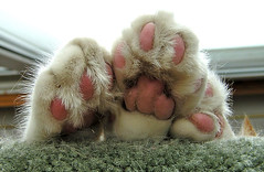 furry feet of sleeping cat