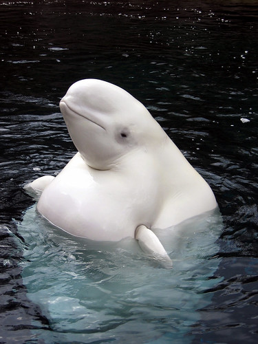 beluga whale. eluga whale