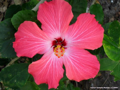 This is the hibiscus flower from which I have taken lots of macro shots from